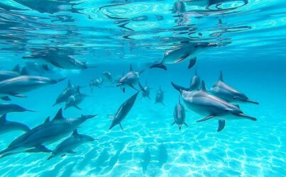 Дом дельфинов