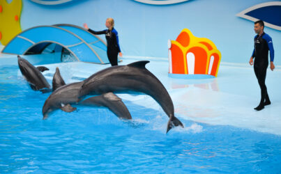 Дельфинарий