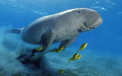 Бухта черепах