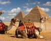 pyramids and camels