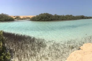 Посещение мангровой рощи