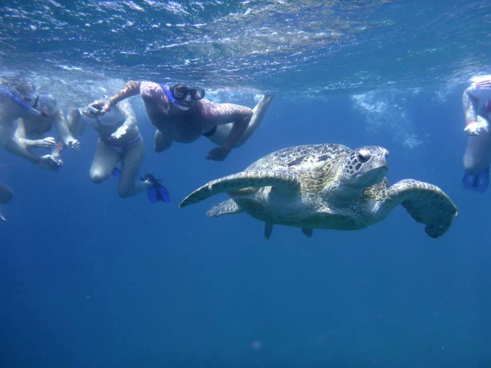 Бухта черепах - 2