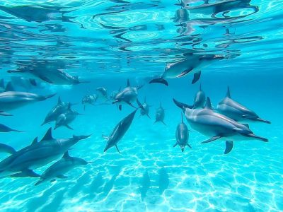 Дом дельфинов