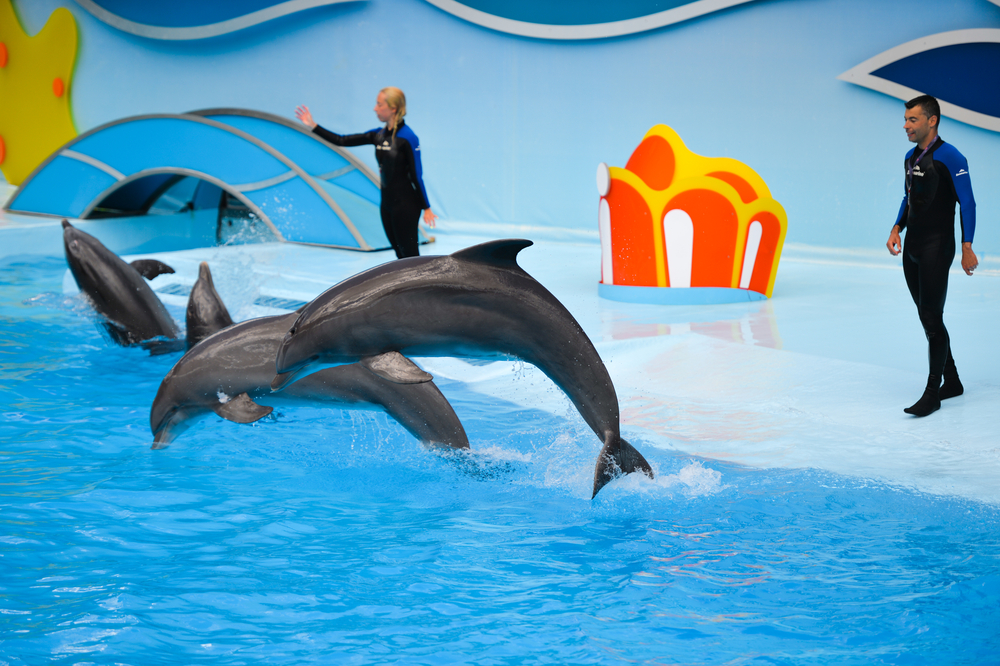 Дельфинарий