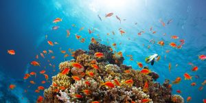 Купание в бухте