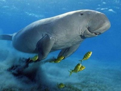 Бухта черепах