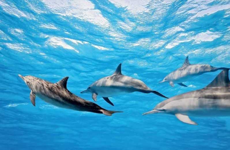 Дом дельфинов - 3