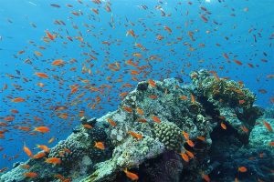 Купание в бухте