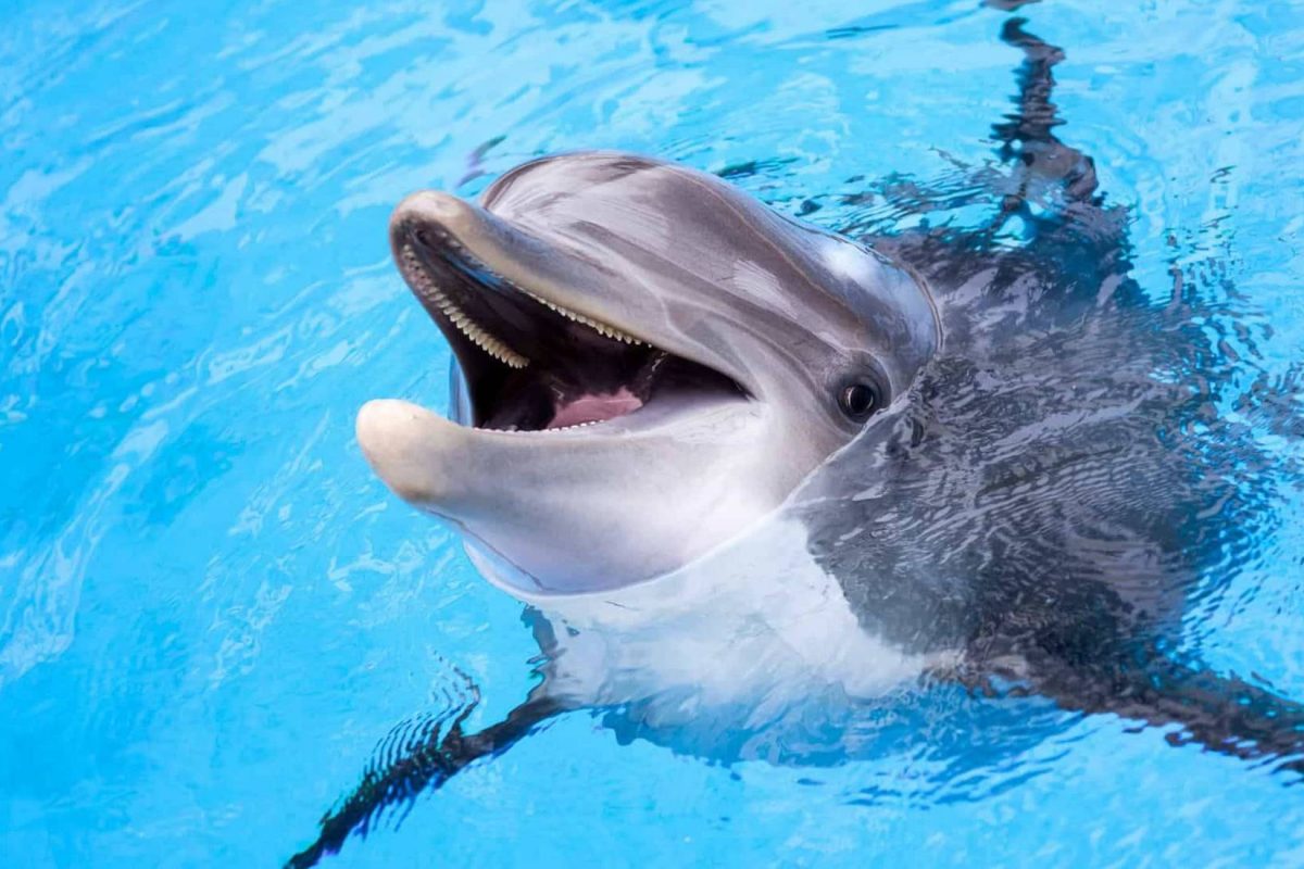 Дельфинарий - 3